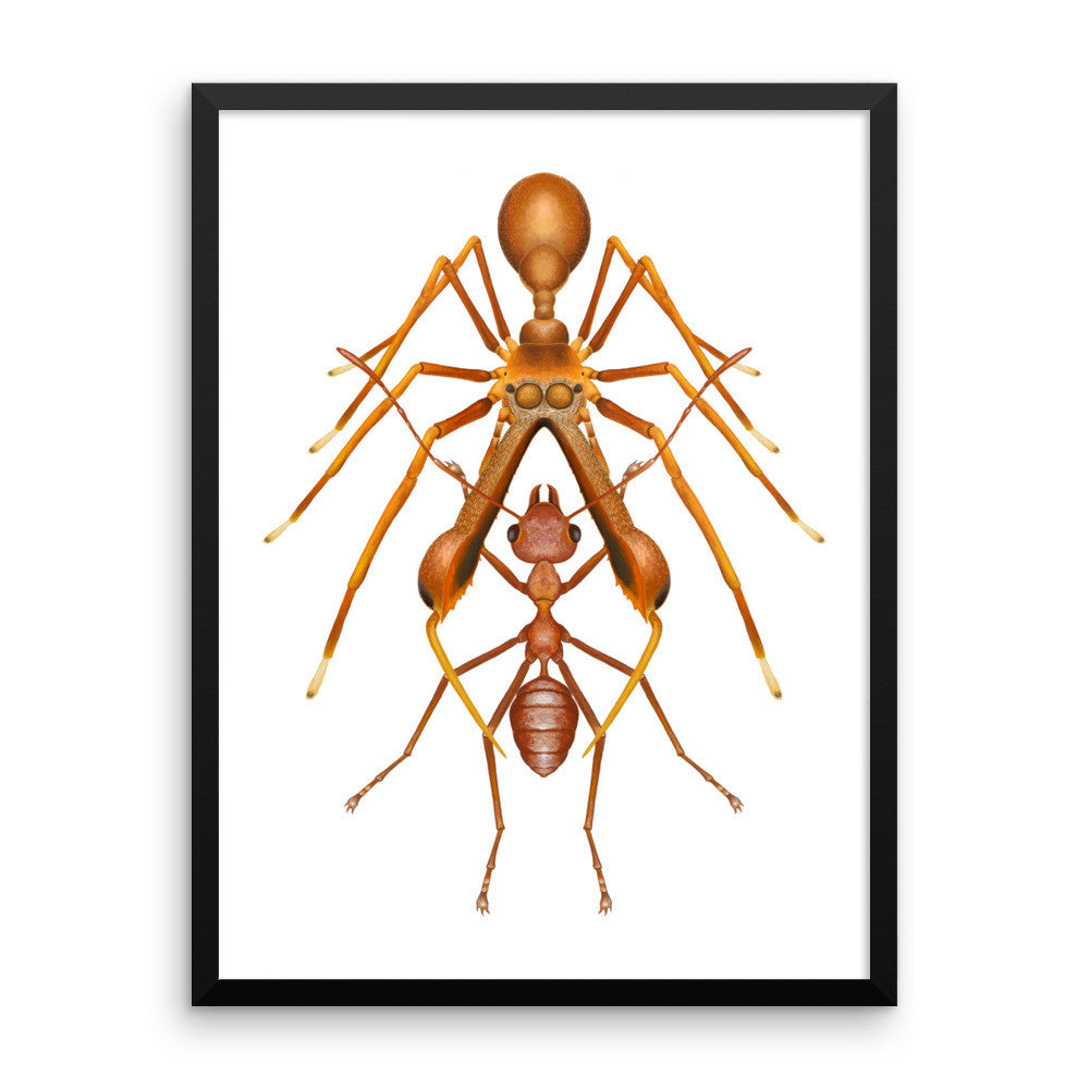 Antmimicking spider framed print