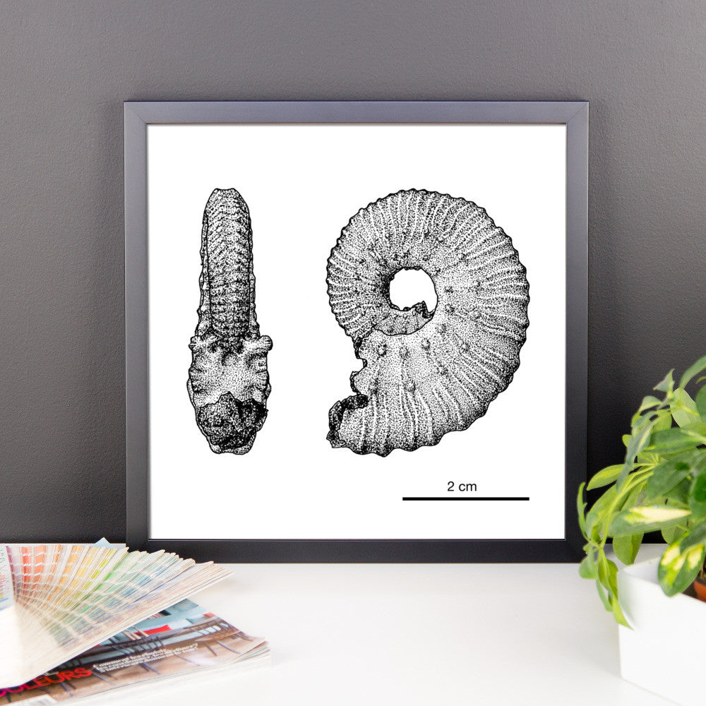 Kosmoceras framed print