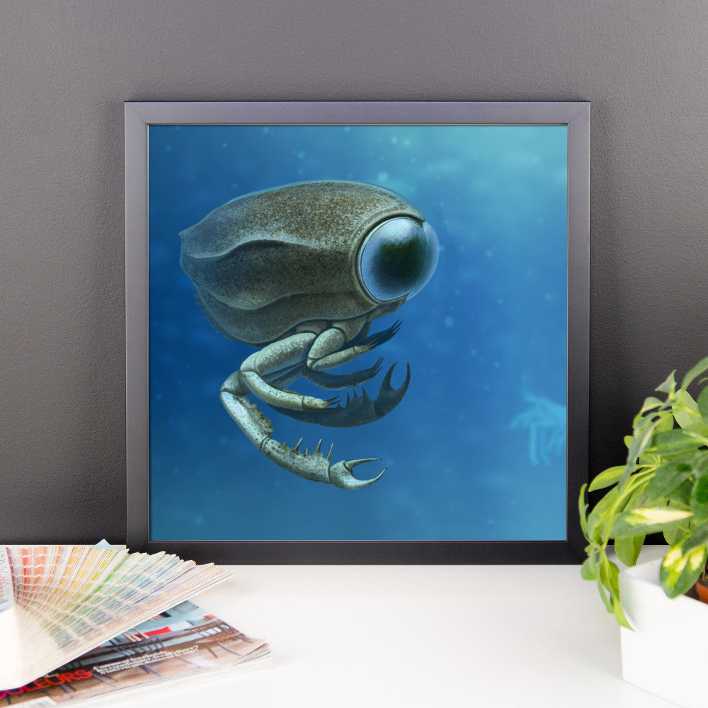 Dollocaris framed print