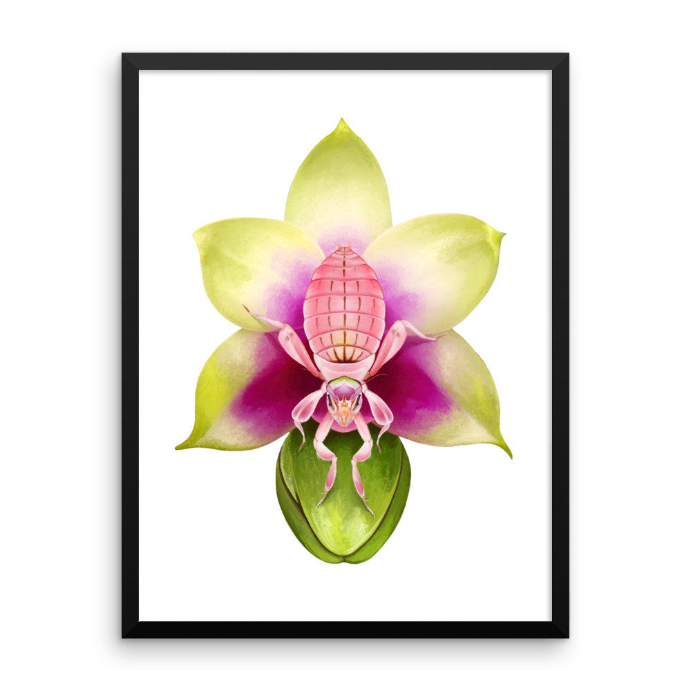 Orchid mantis framed print