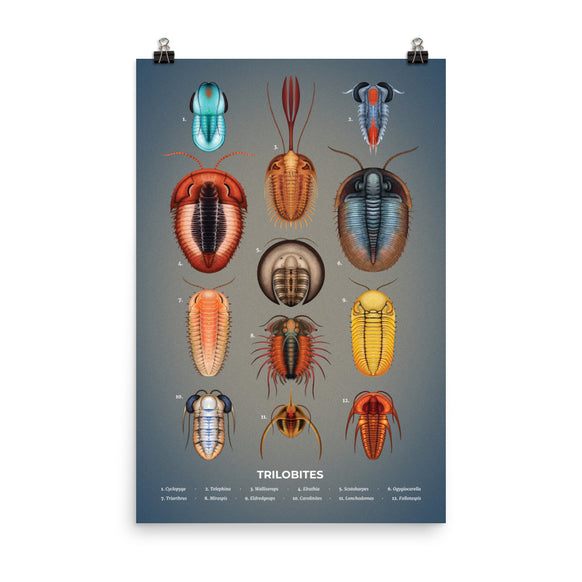 Trilobites poster