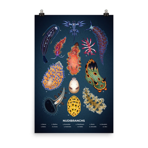 Nudibranchs poster