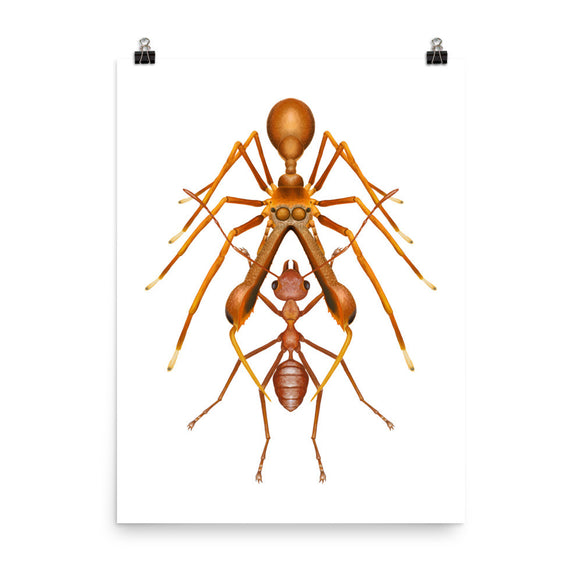 Antmimicking spider poster