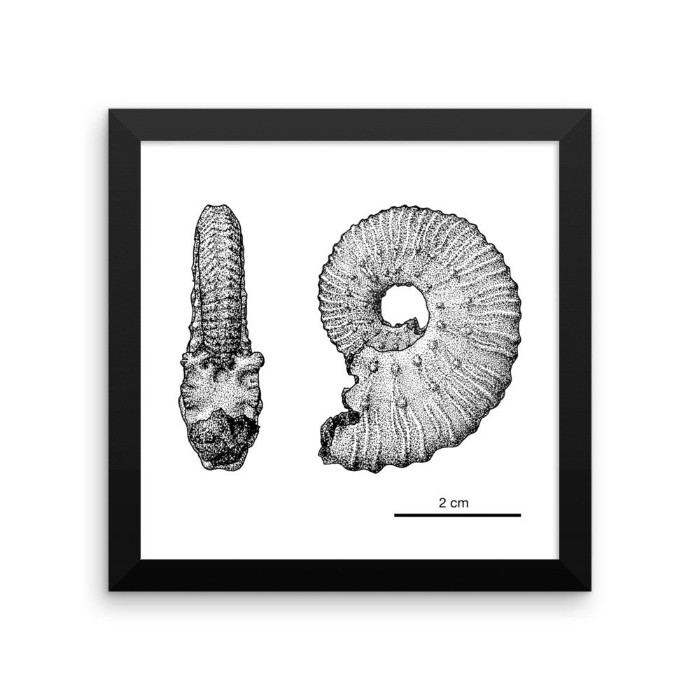 Kosmoceras framed print