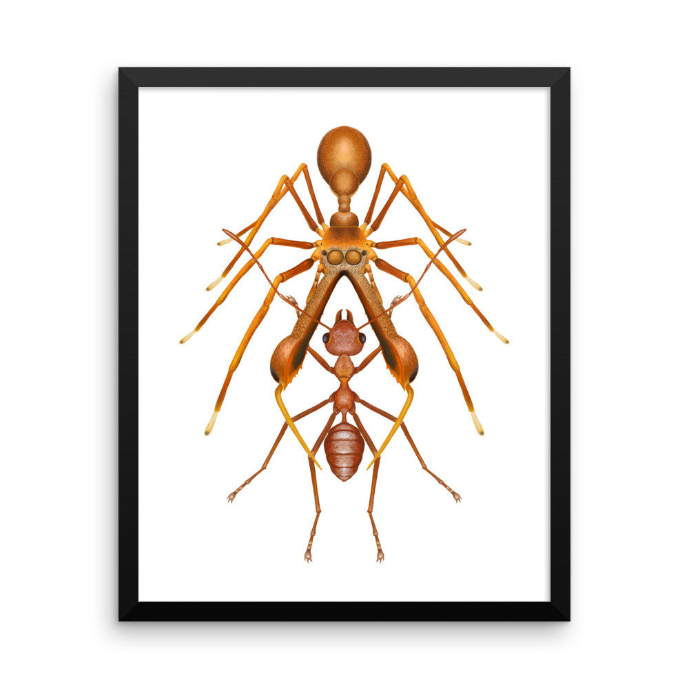 Antmimicking spider framed print