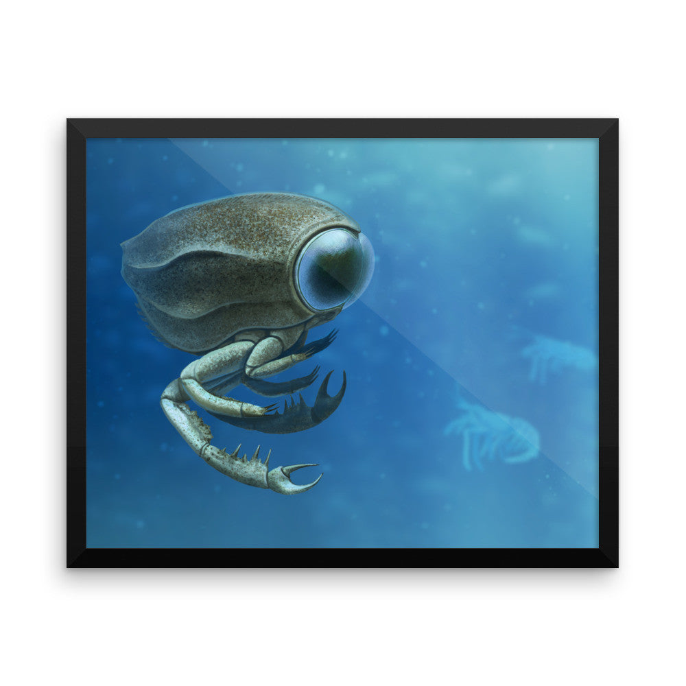 Dollocaris framed print