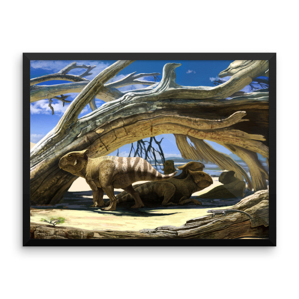 Protoceratops framed print