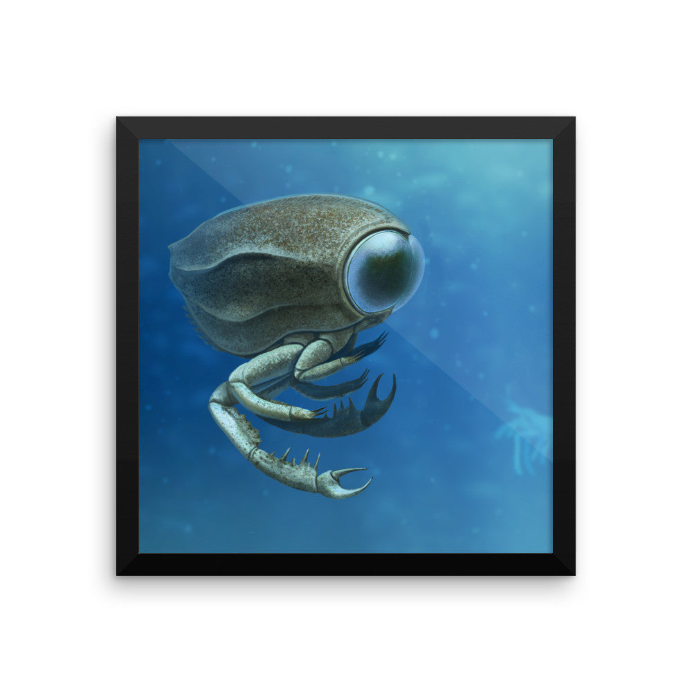 Dollocaris framed print