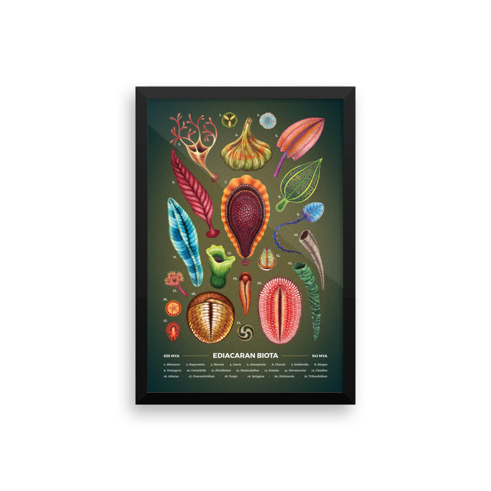 Ediacaran biota framed print