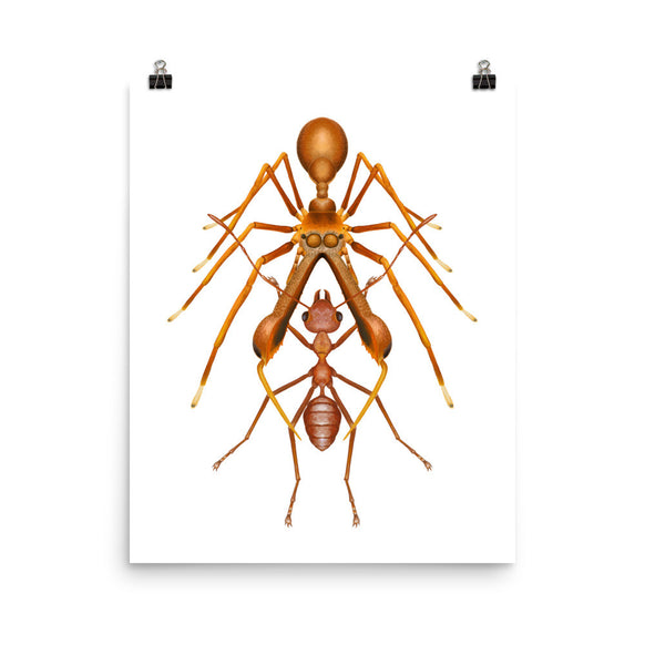 Antmimicking spider poster