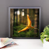 Sharovipteryx framed print