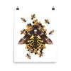 Death's head hawkmoth poster