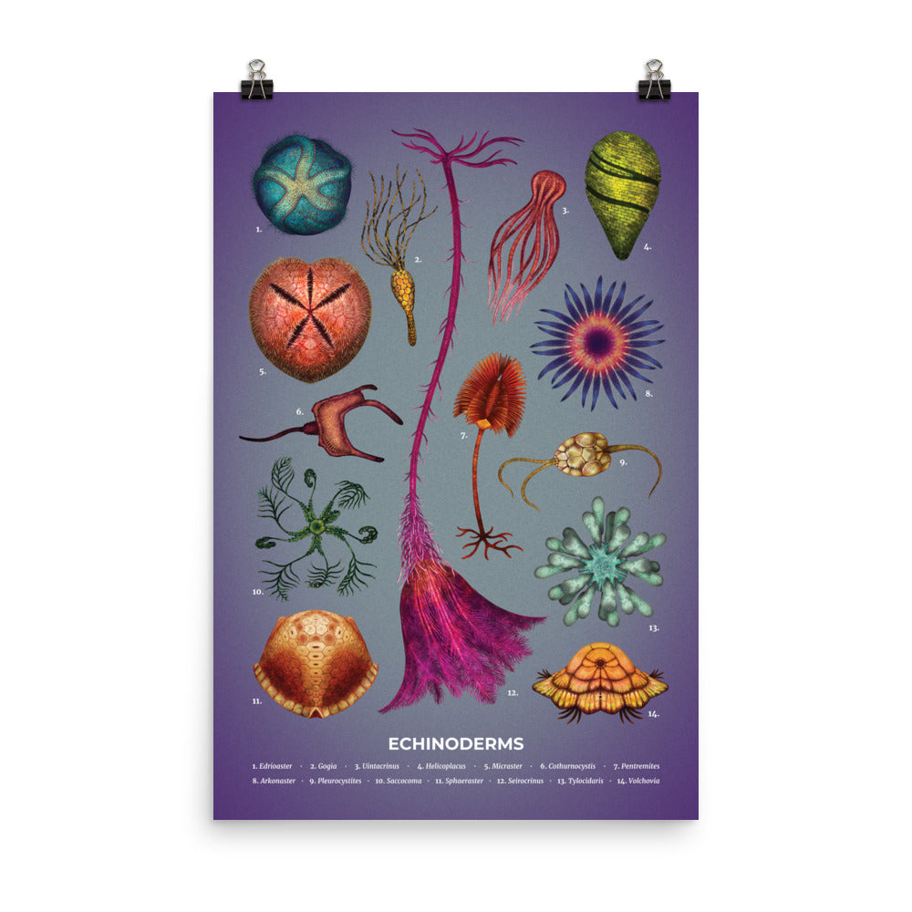 Echinoderms poster