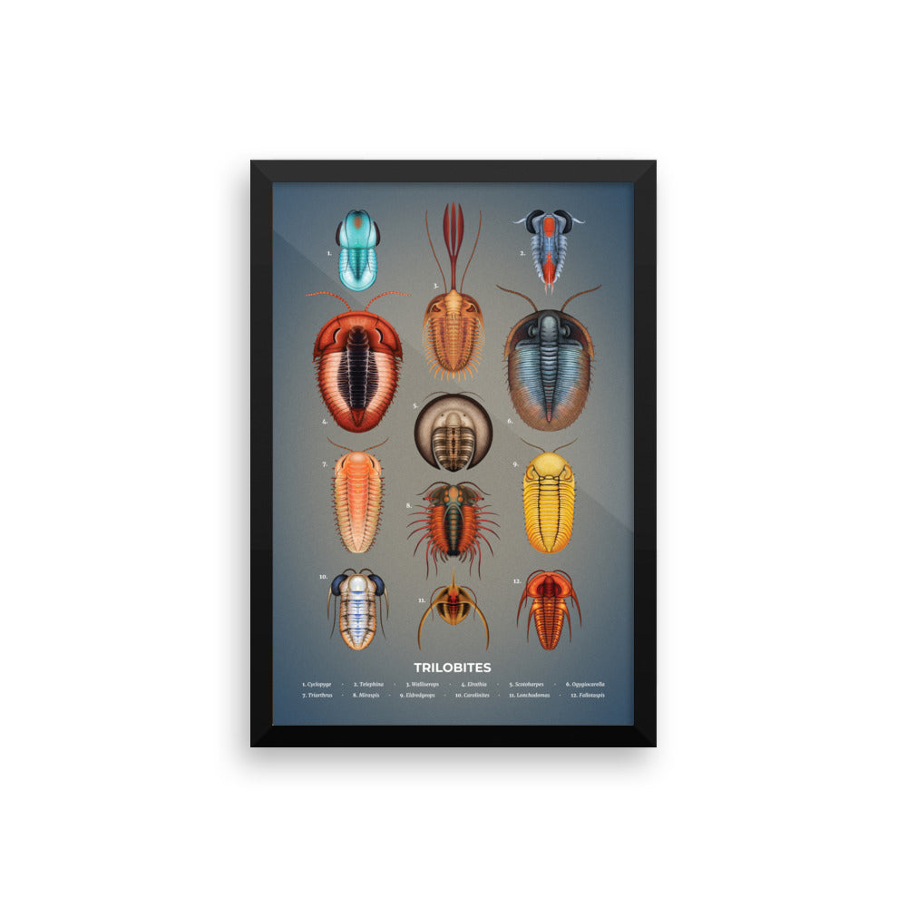 Trilobites framed print