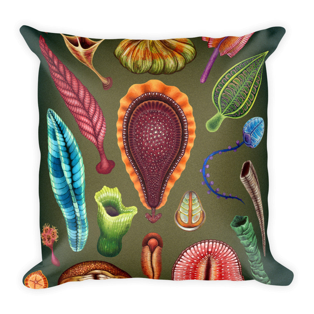 Ediacaran biota pillow