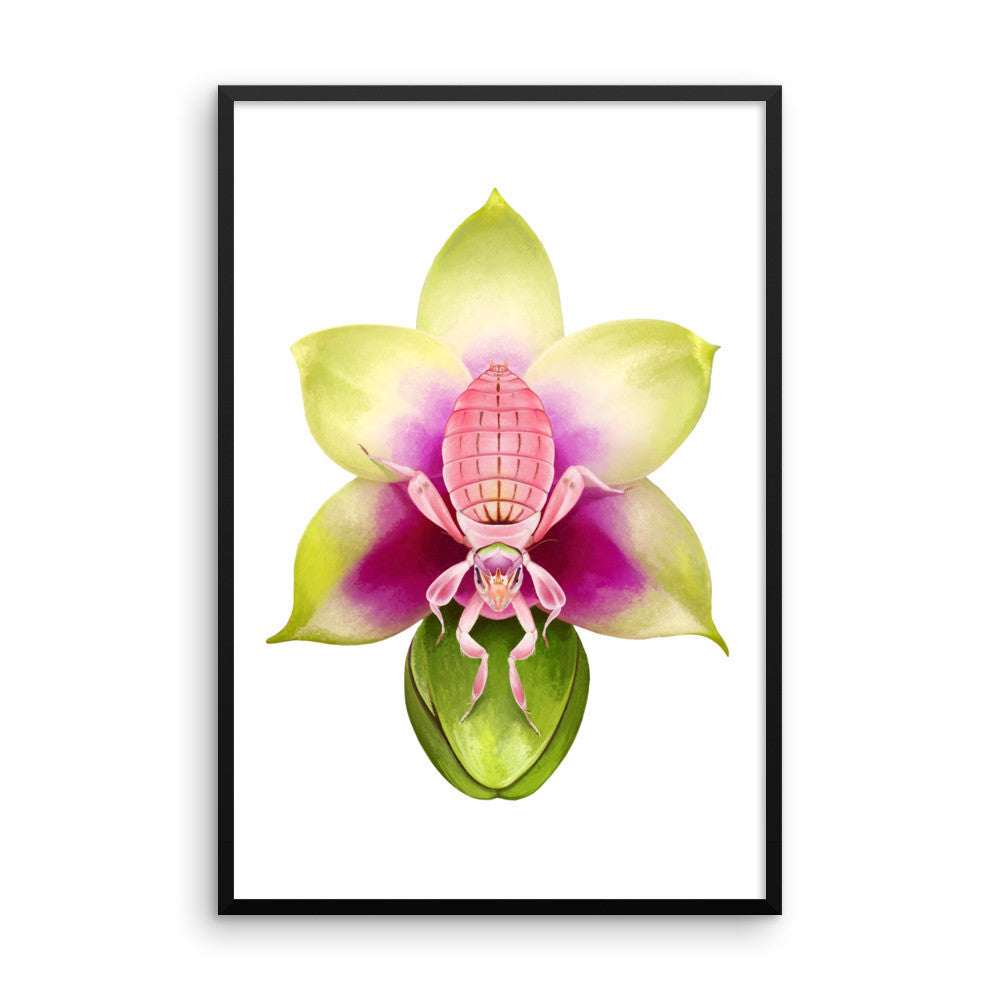 Orchid mantis framed print