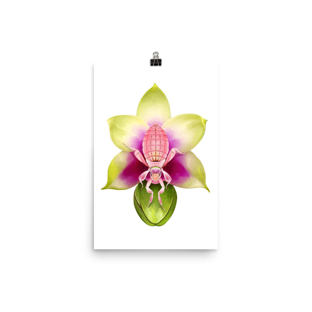 Orchid mantis poster