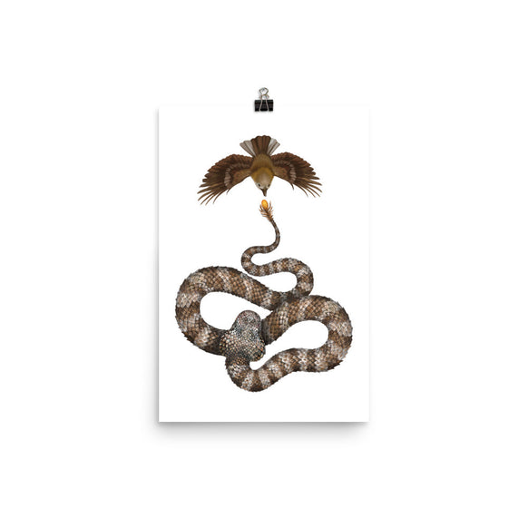 Spider-tailed horned viper poster