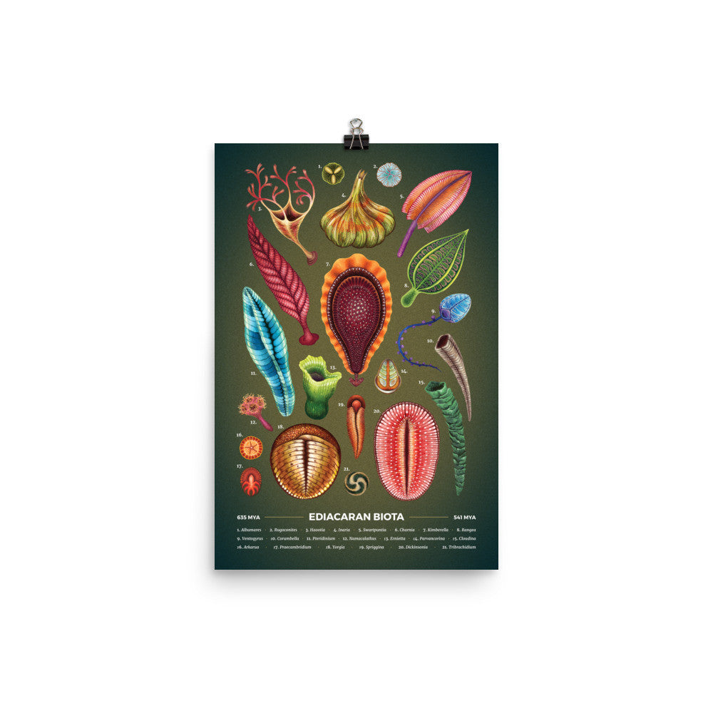 Ediacaran biota poster