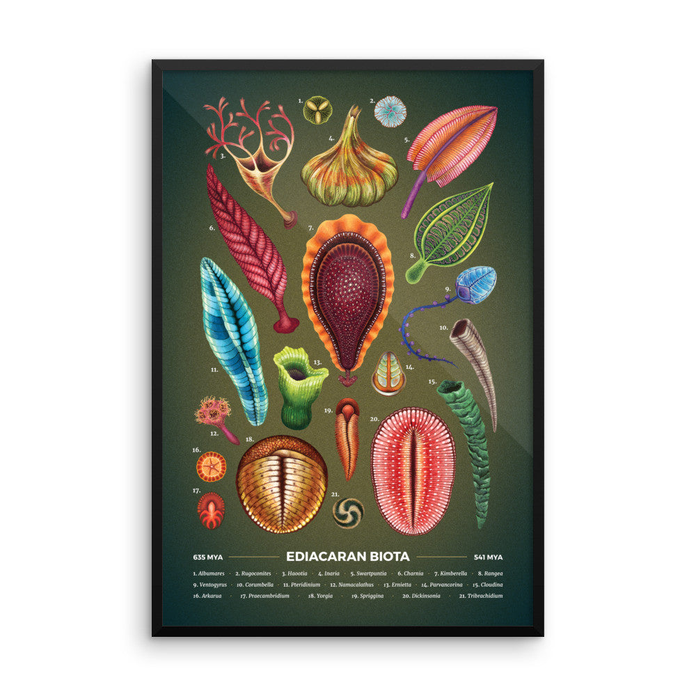 Ediacaran biota framed print