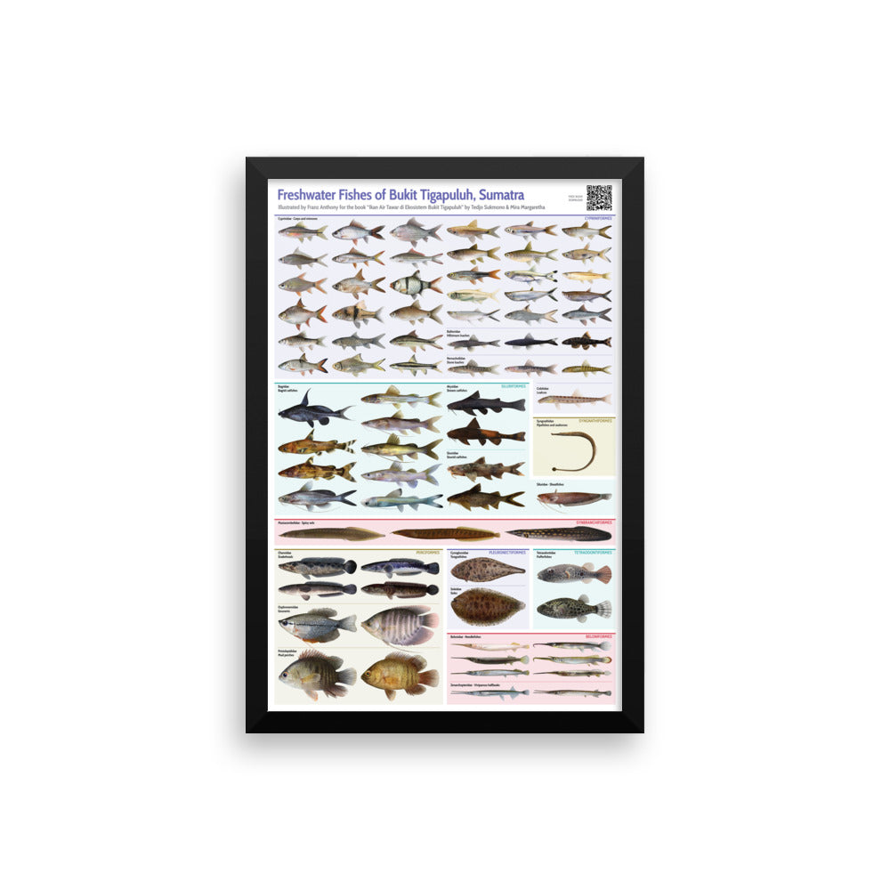 Freshwater Fishes of Bukit Tigapuluh framed print