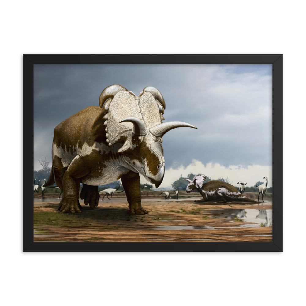 Medusaceratops framed print