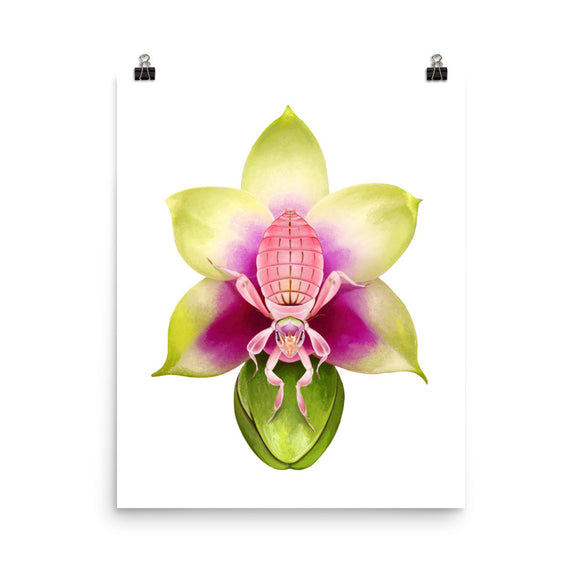 Orchid mantis poster