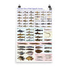 Freshwater Fishes of Bukit Tigapuluh poster