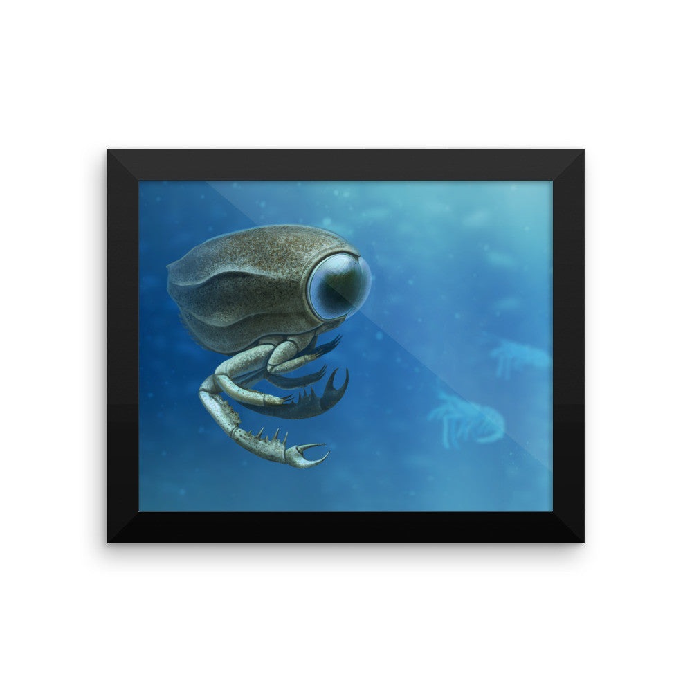 Dollocaris framed print