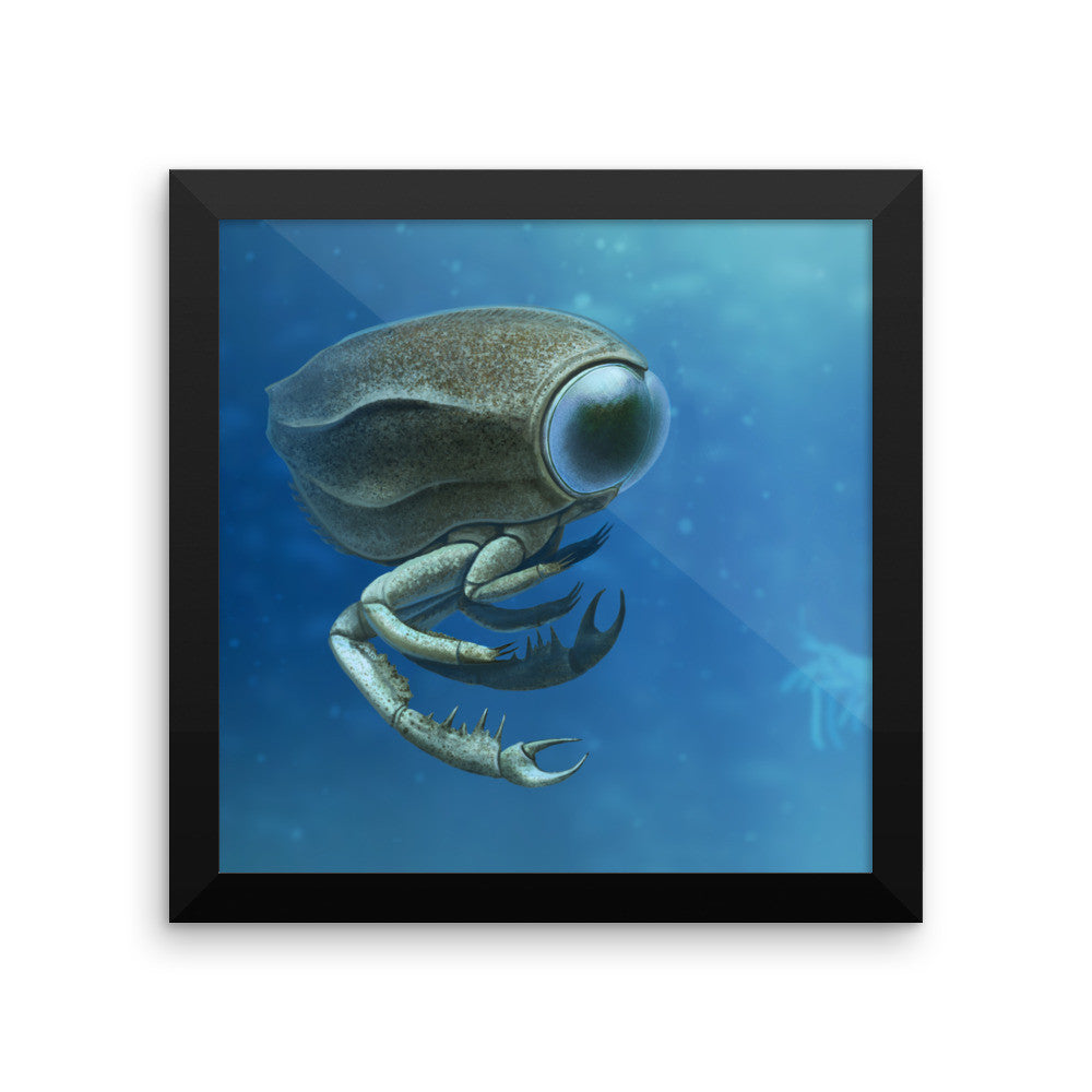 Dollocaris framed print