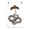 Spider-tailed horned viper poster