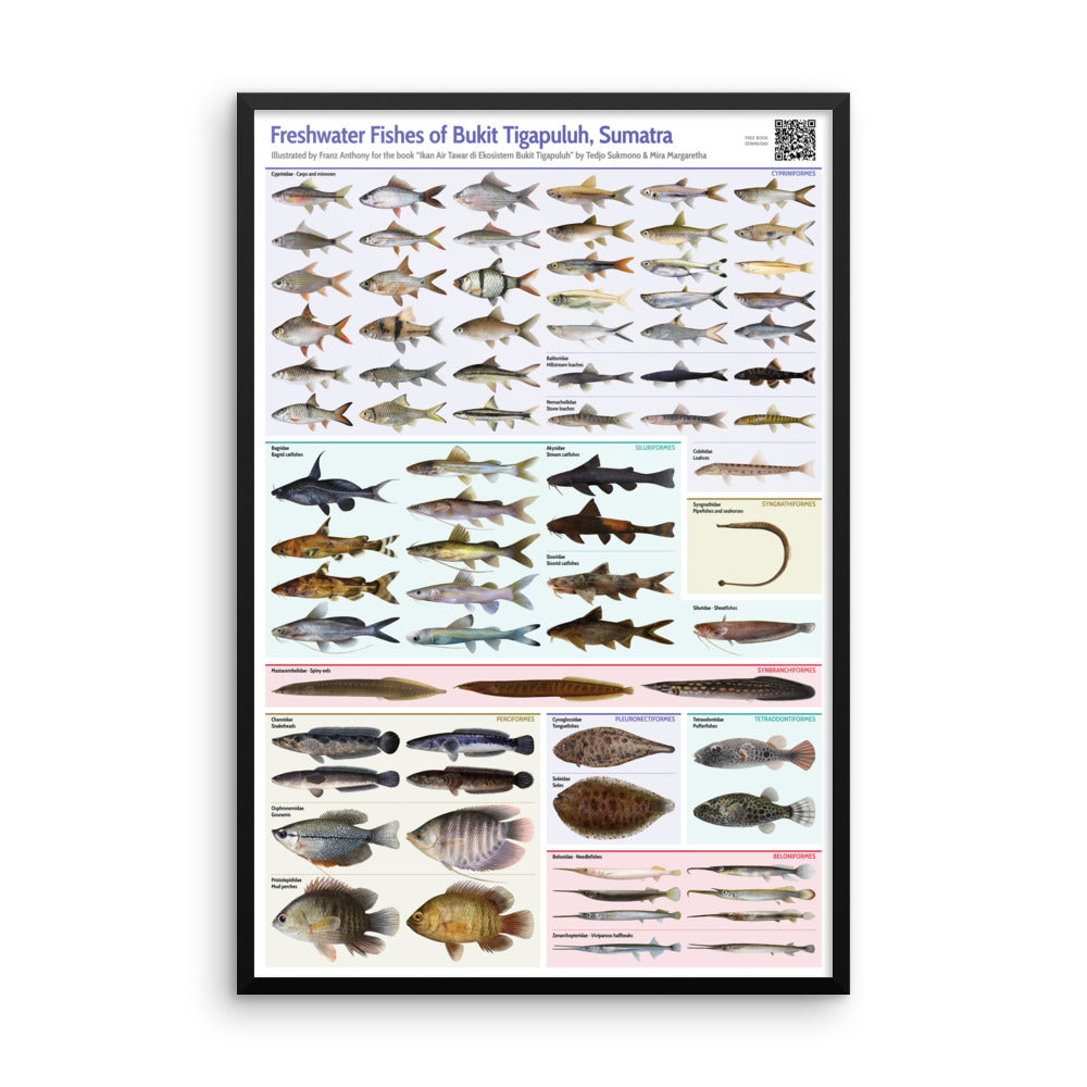 Freshwater Fishes of Bukit Tigapuluh framed print