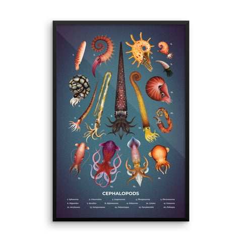 Cephalopods framed print