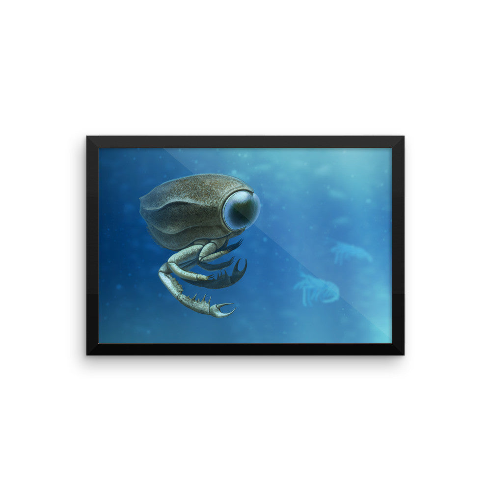 Dollocaris framed print