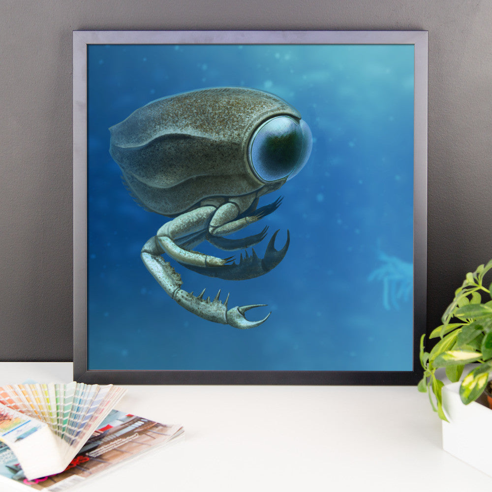 Dollocaris framed print