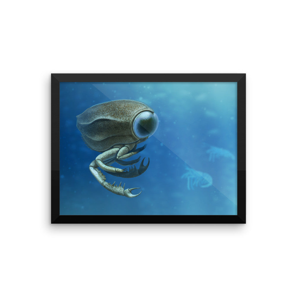 Dollocaris framed print