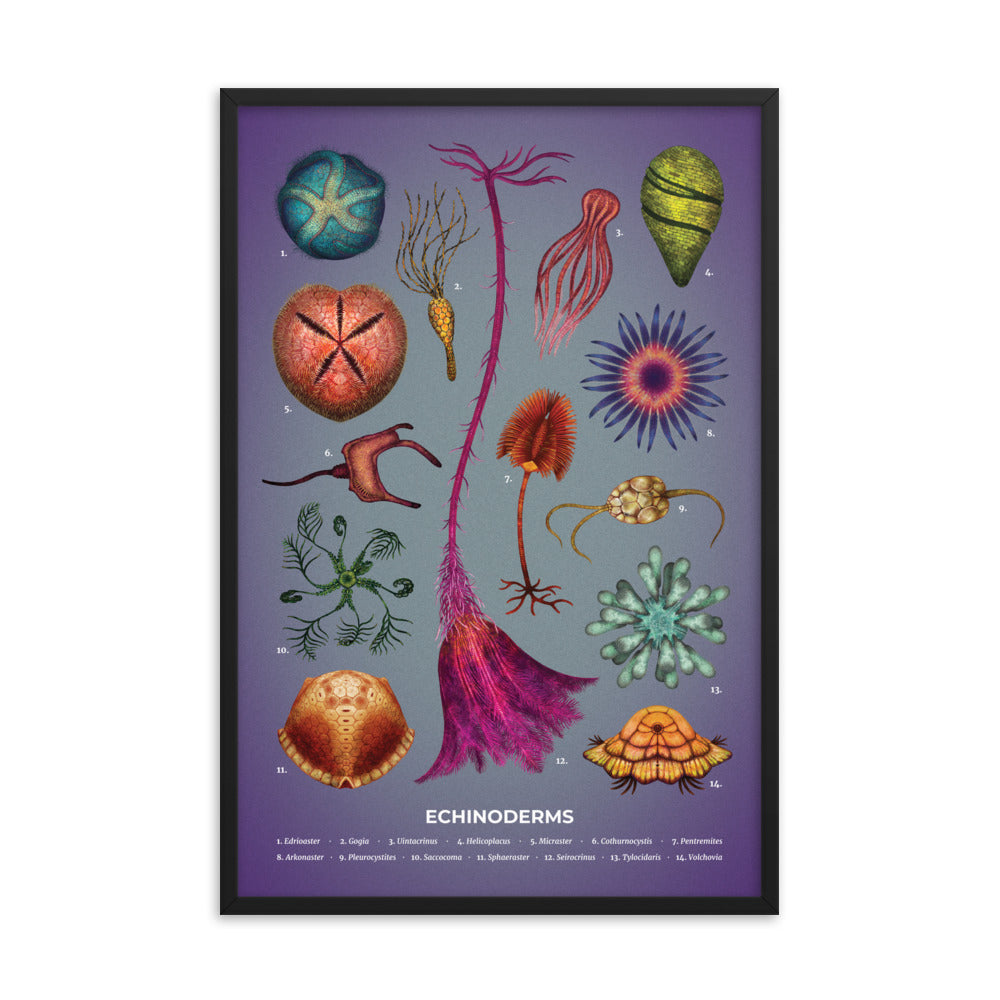 Echinoderms Framed Print