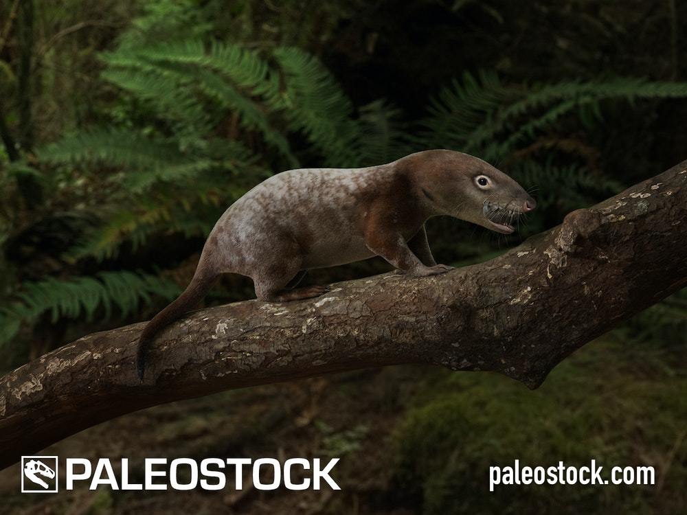 Morganucodon stock image