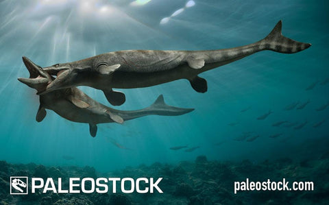 Mosasaurus Fighting stock image