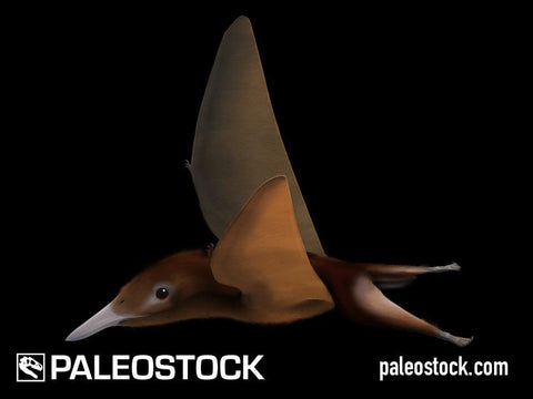 Nemicolopterus stock image