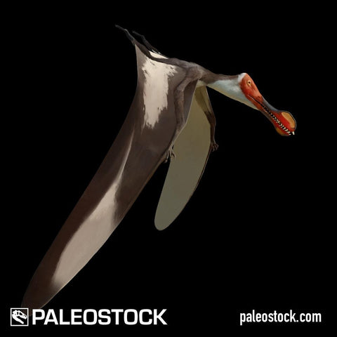 Nicorhynchus Fluviferox stock image