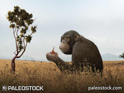 Ouranopithecus stock image