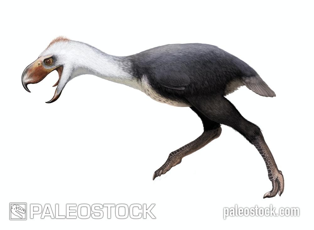 Phorusrhacos Longissimus stock image