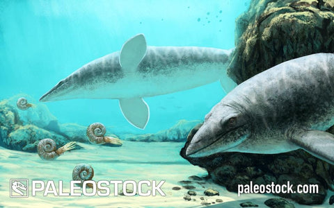 Platecarpus stock image