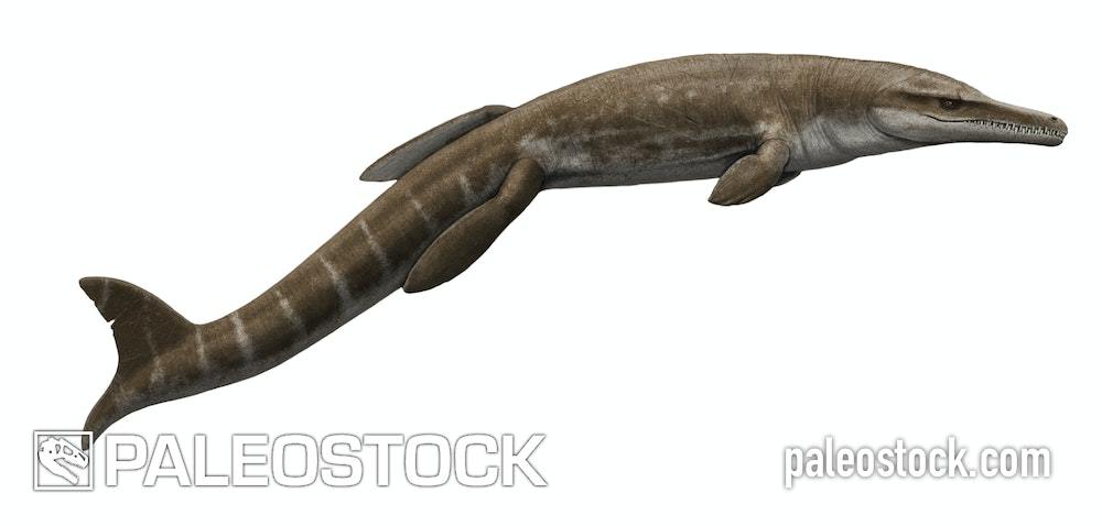 Plesiosuchus stock image