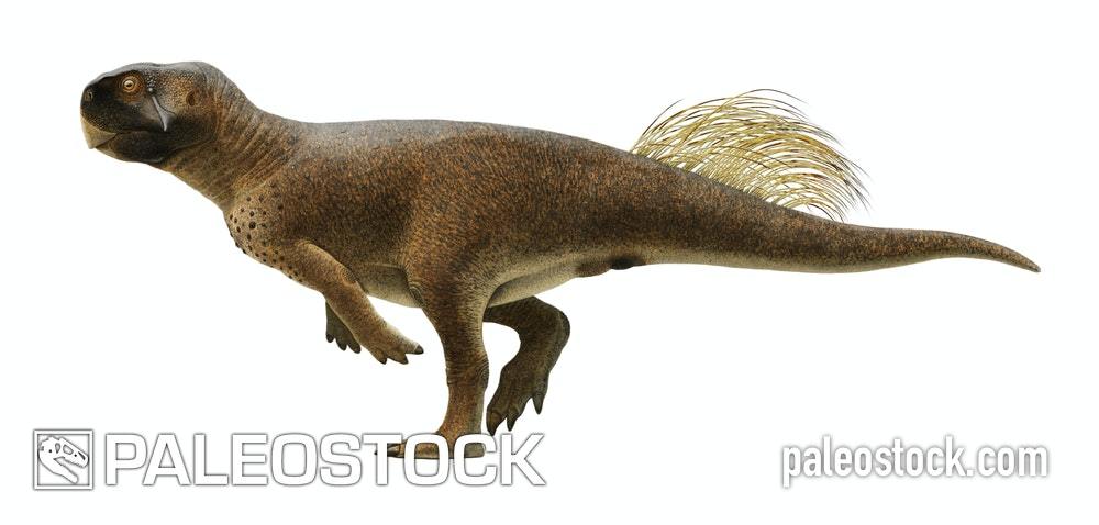 Psittacosaurus stock image