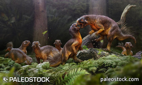 Psittacosaurus Battle stock image