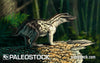 Regisaurus Jacobi stock image