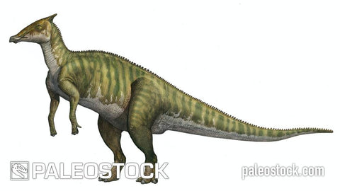 Saurolophus stock image