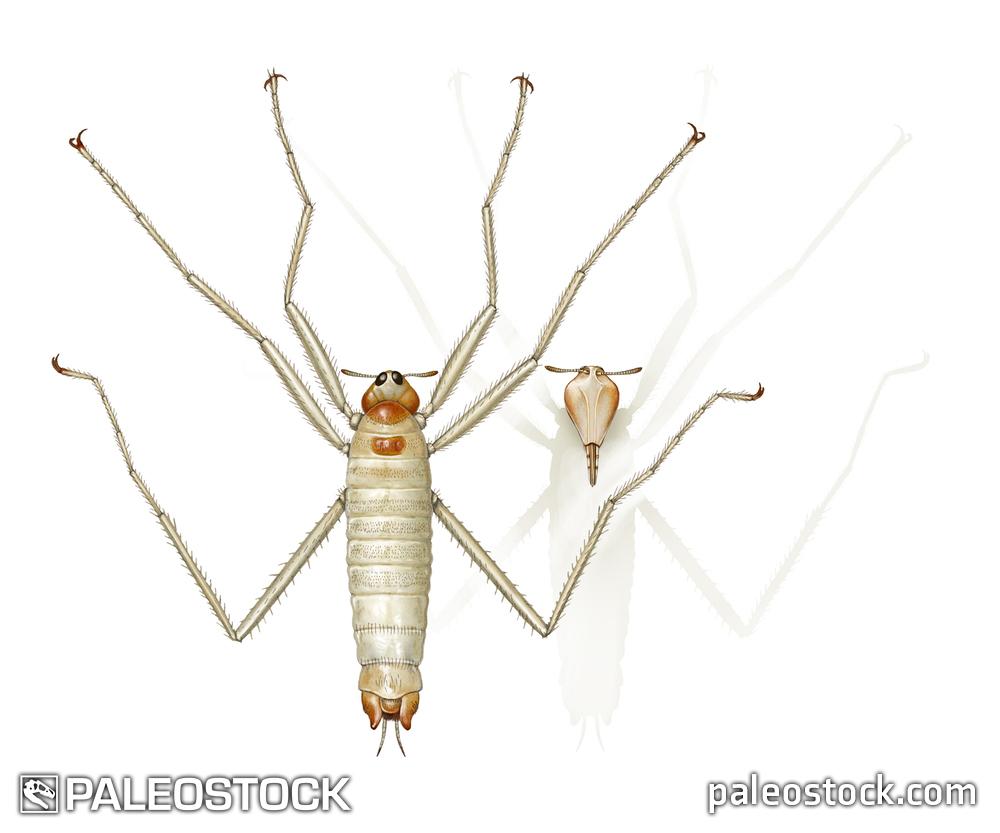 Saurophthirus stock image